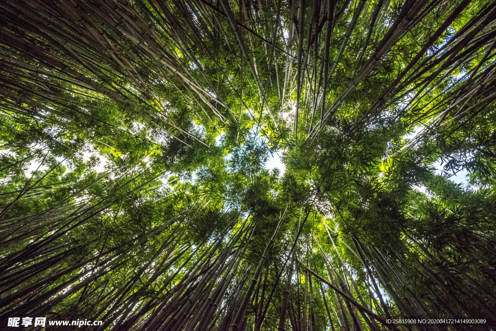 竹子竹叶竹海图片