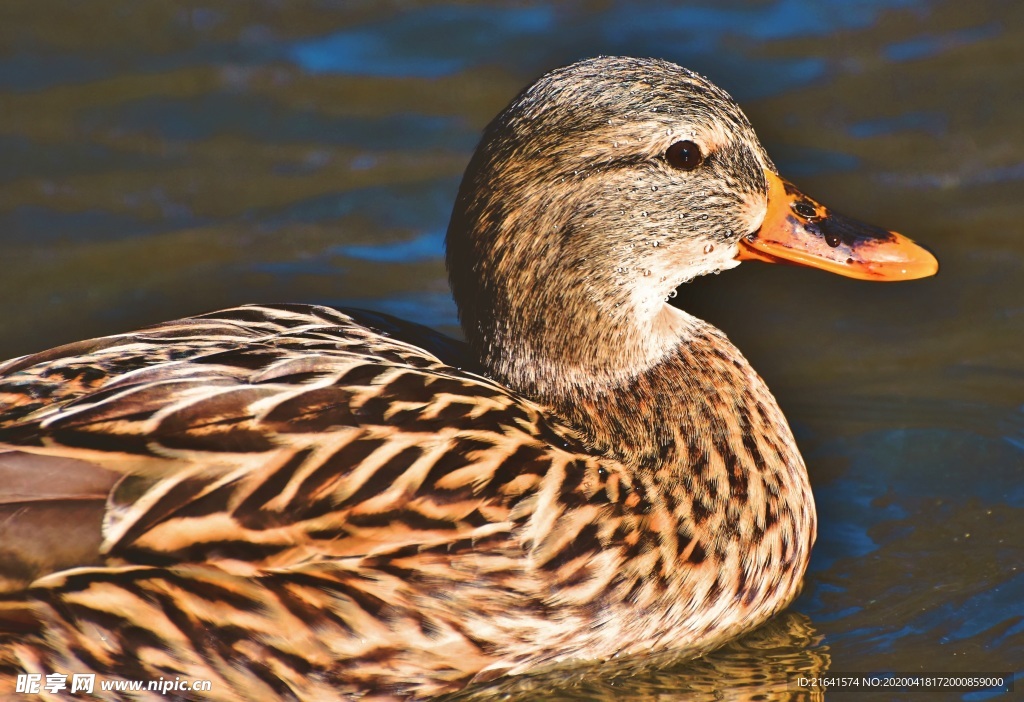 在游水的鸭子侧面特写