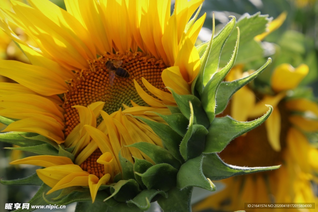 在生长期的向日葵特写