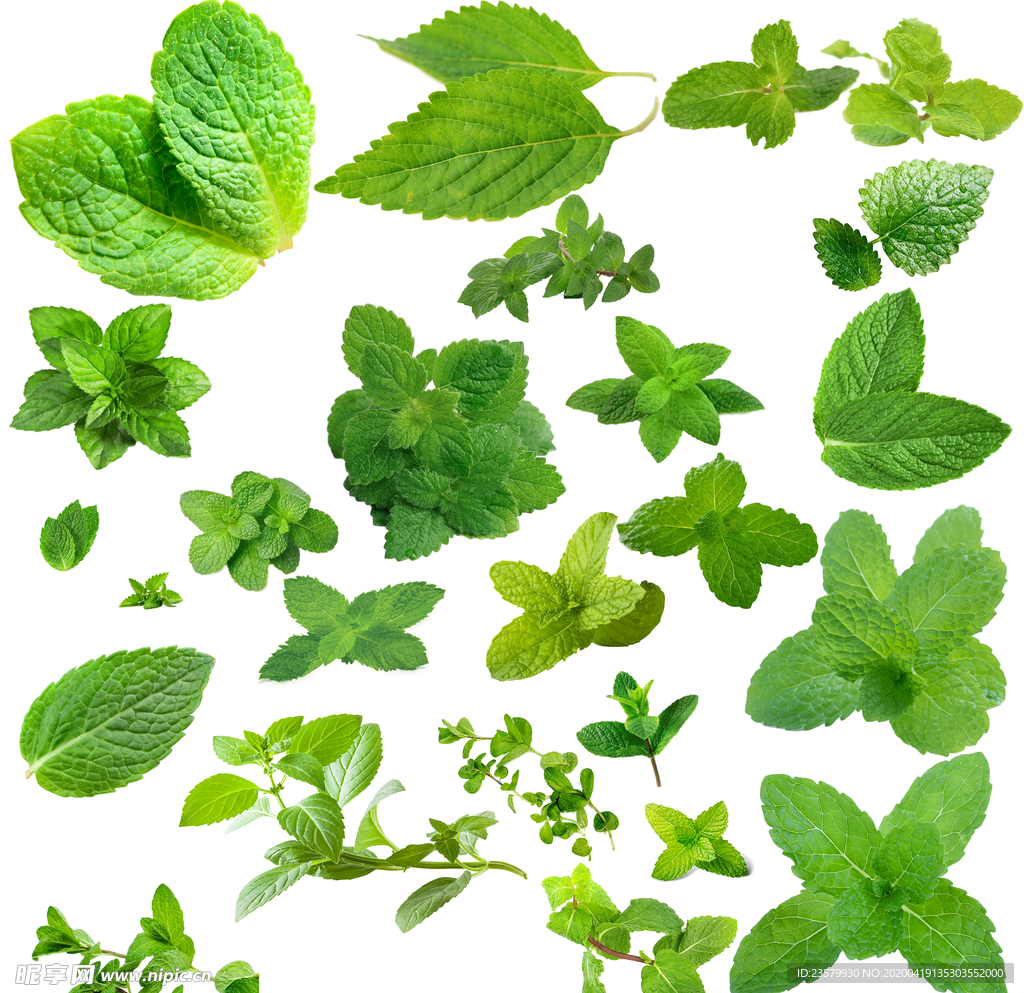 薄荷叶