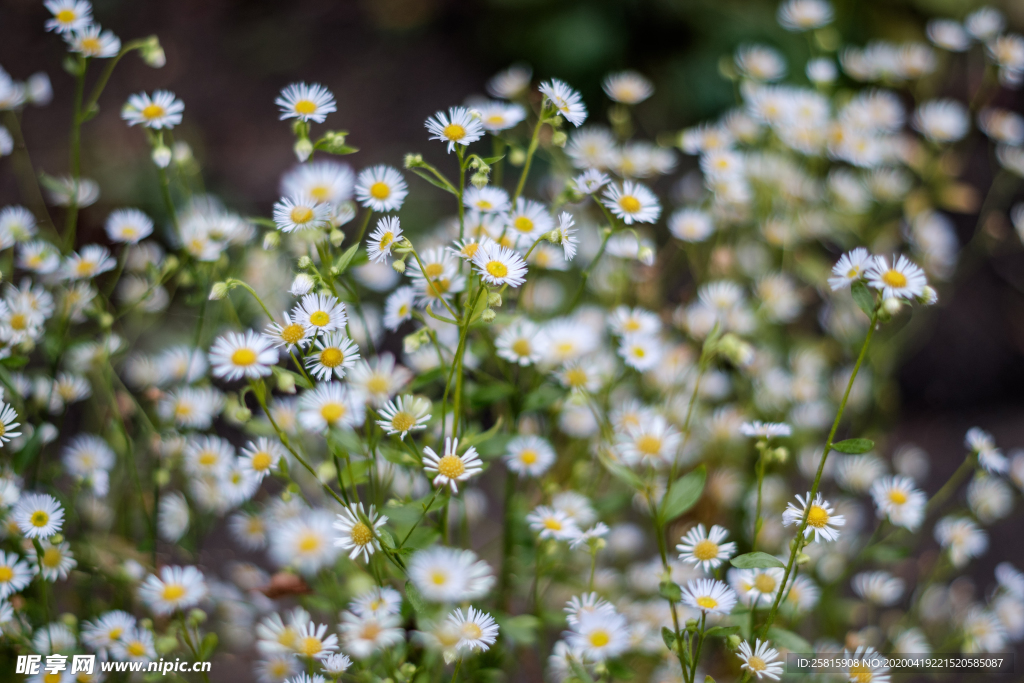 雏菊花清新图片