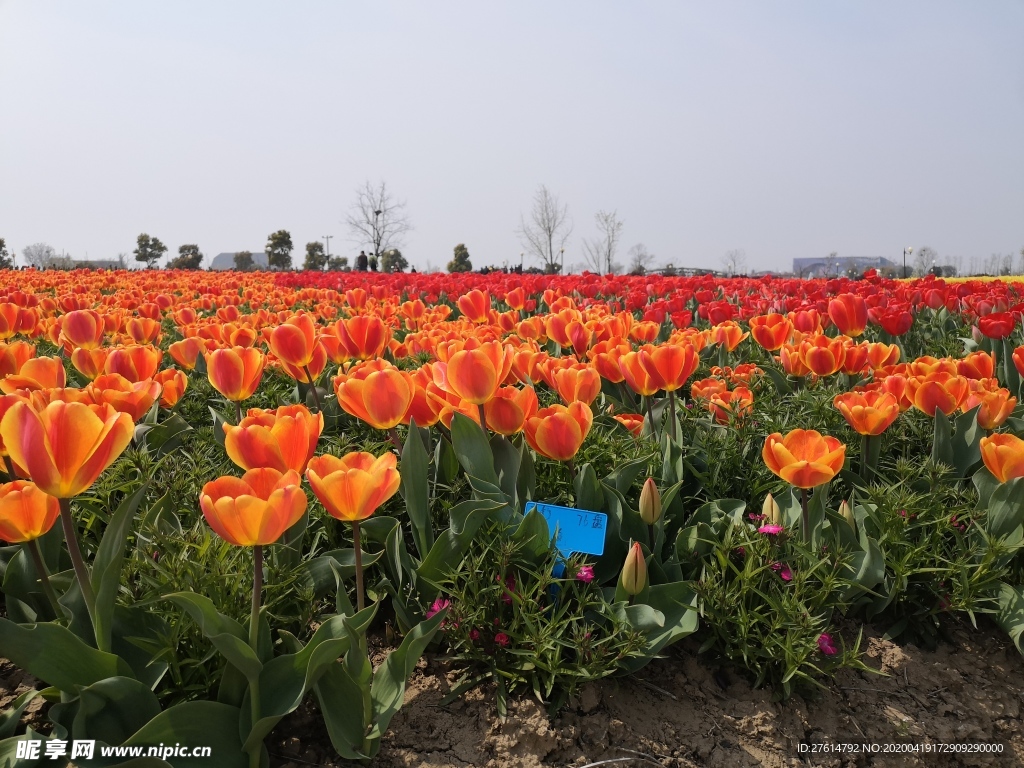荷兰花海郁金香风景图