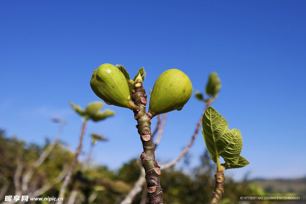 无花果