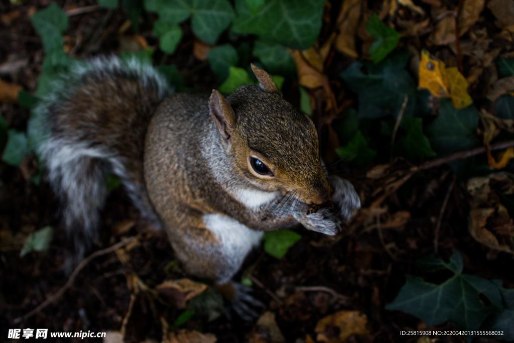 松鼠树鼠可爱图片