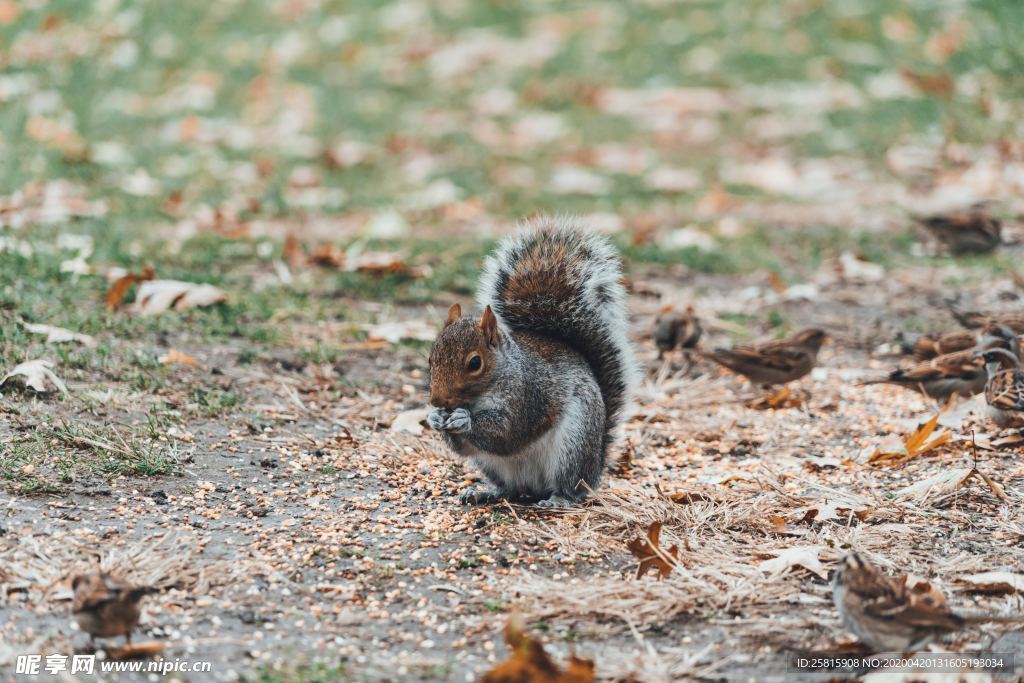 松鼠树鼠可爱图片