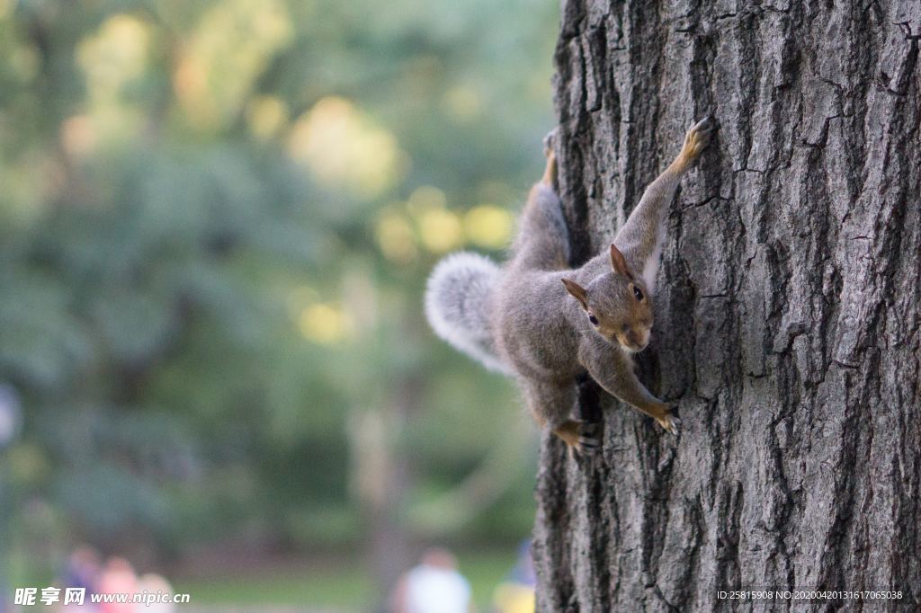 松鼠树鼠可爱图片