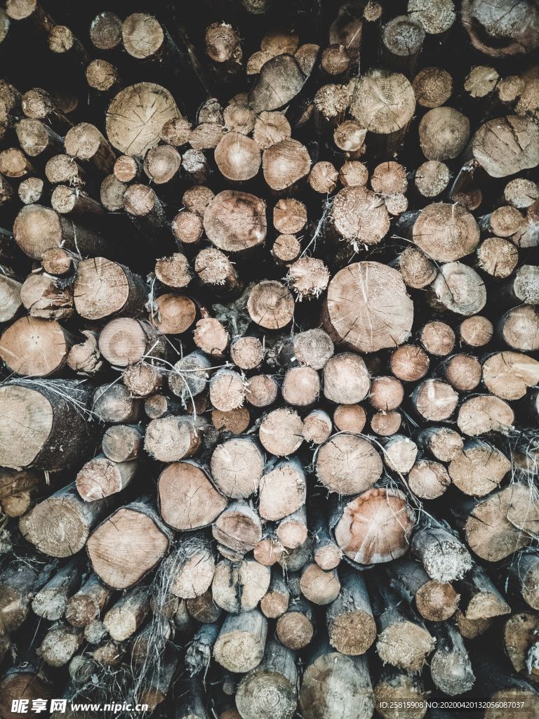 木材木头截面图片