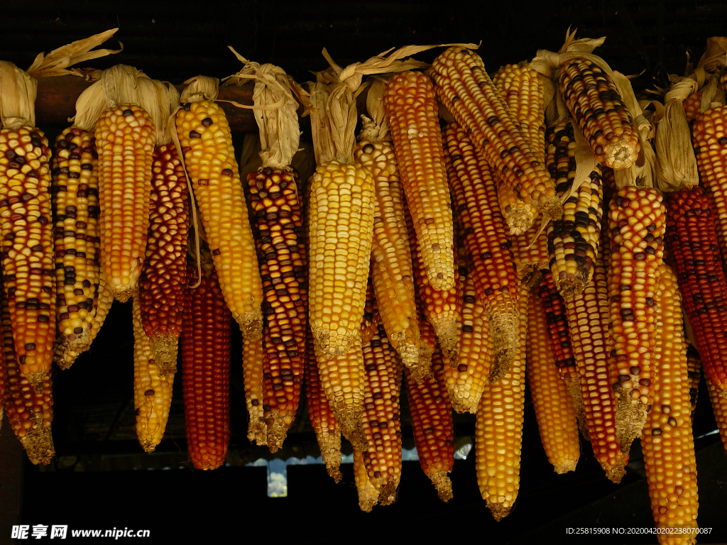 玉米五谷杂粮图片