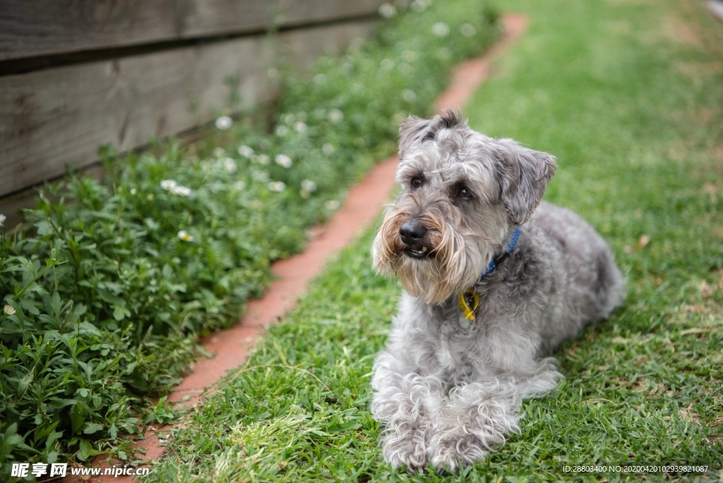 狗狗 马尔济斯犬 草地