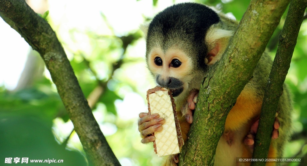 松鼠猴可爱图片