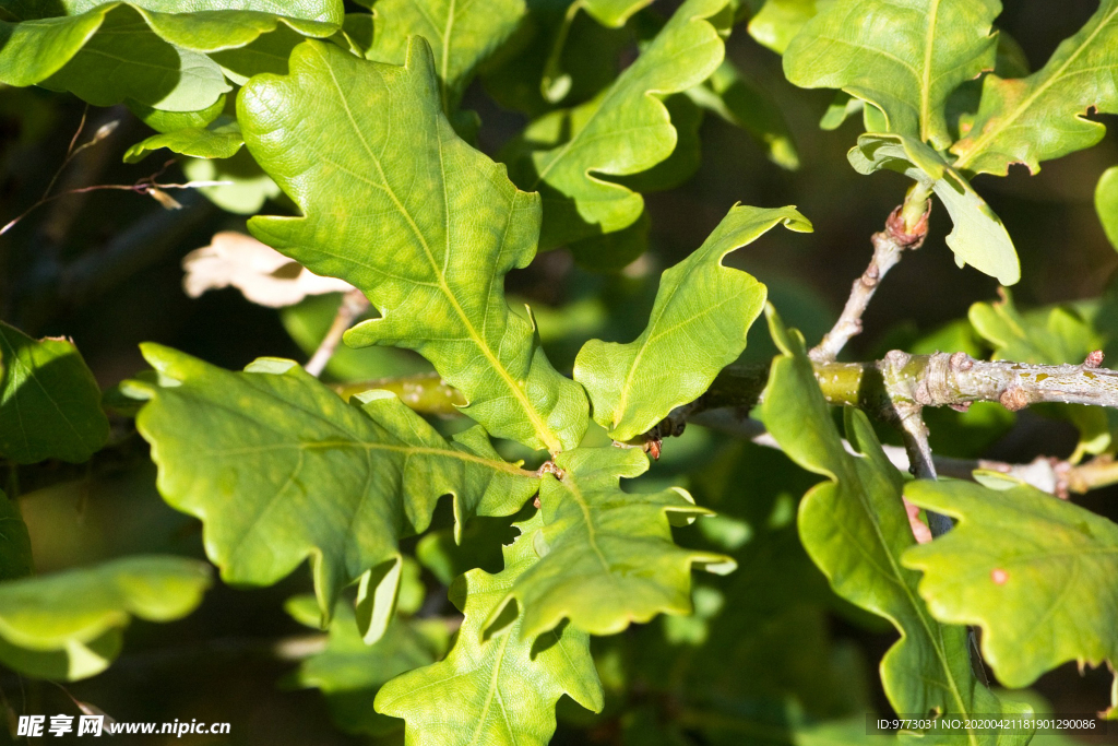 橡树叶