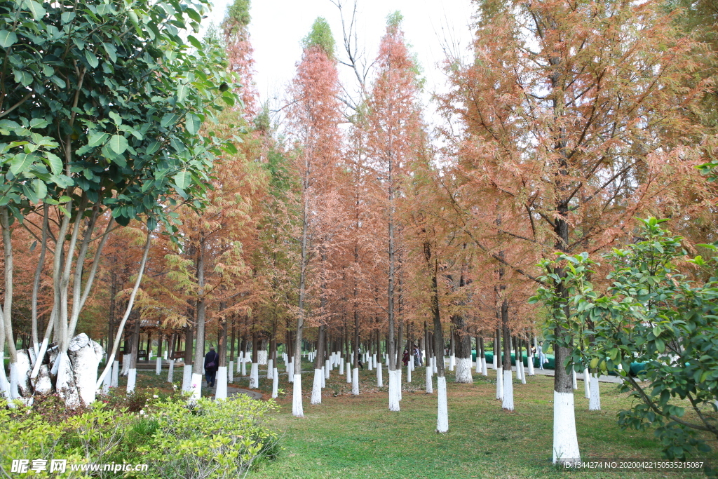 云南民族村树木