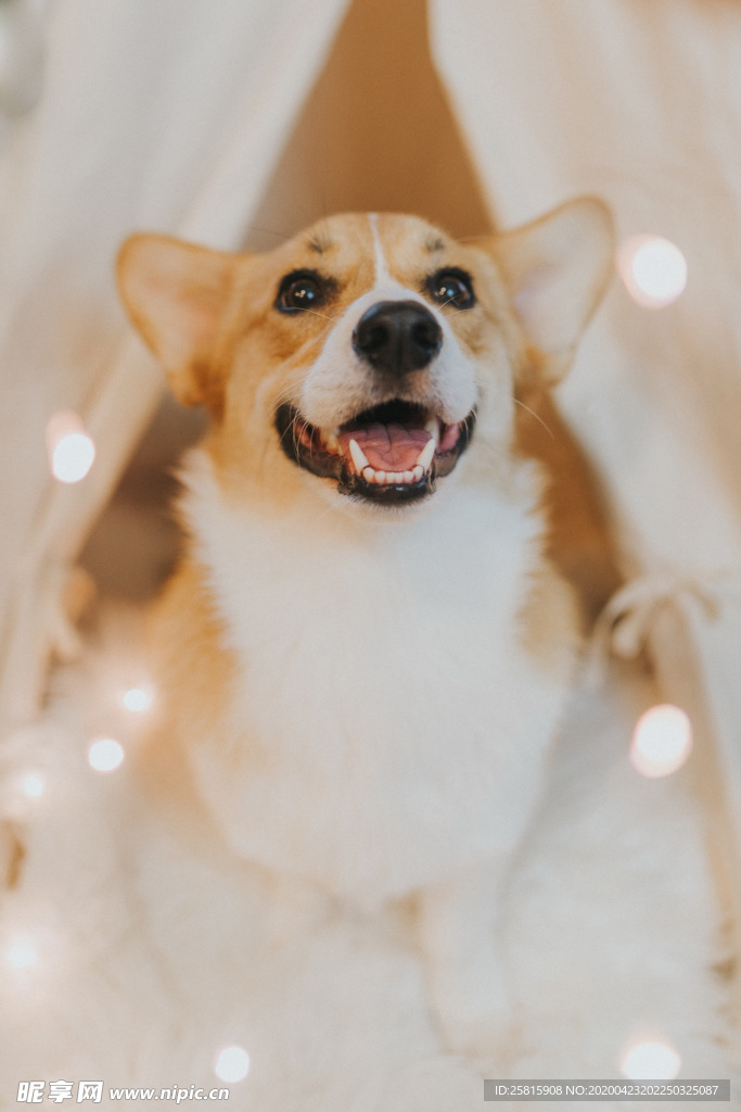 柯基狗呆萌图片