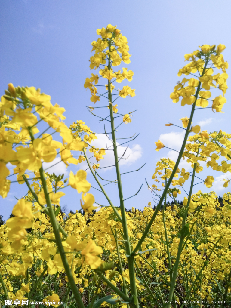 菜花 春天 农作物 黄色花朵