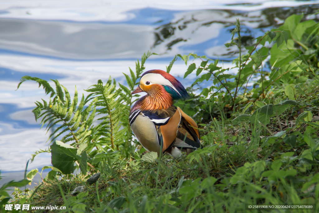 鸳鸯空山鸟语图片