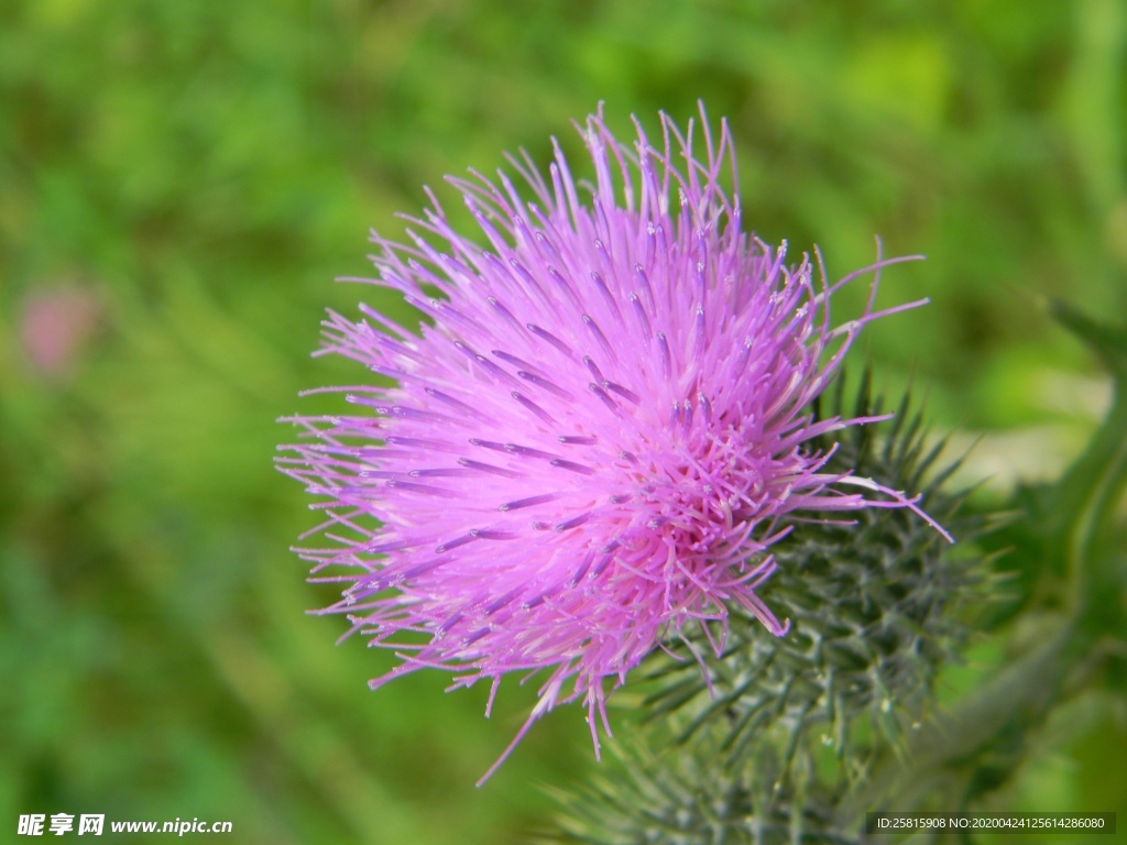 水飞蓟唯美图片