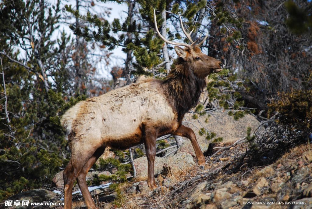 麋鹿四不像图片