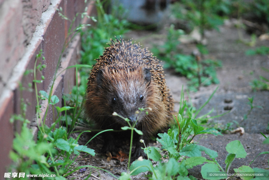 刺猬毛刺猬鼠图片
