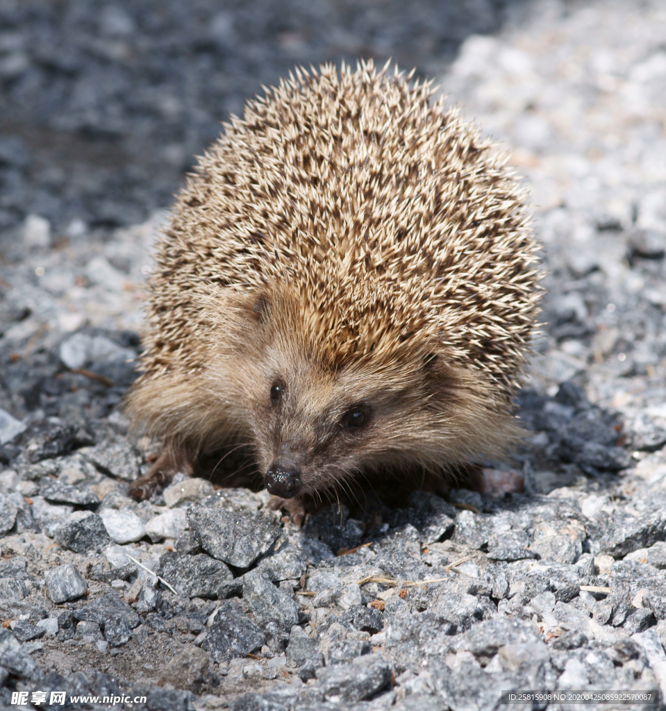 刺猬毛刺猬鼠图片