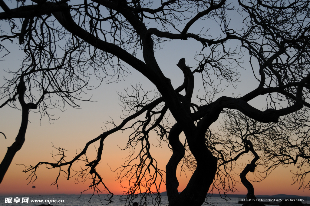 一棵树唯美意境图片