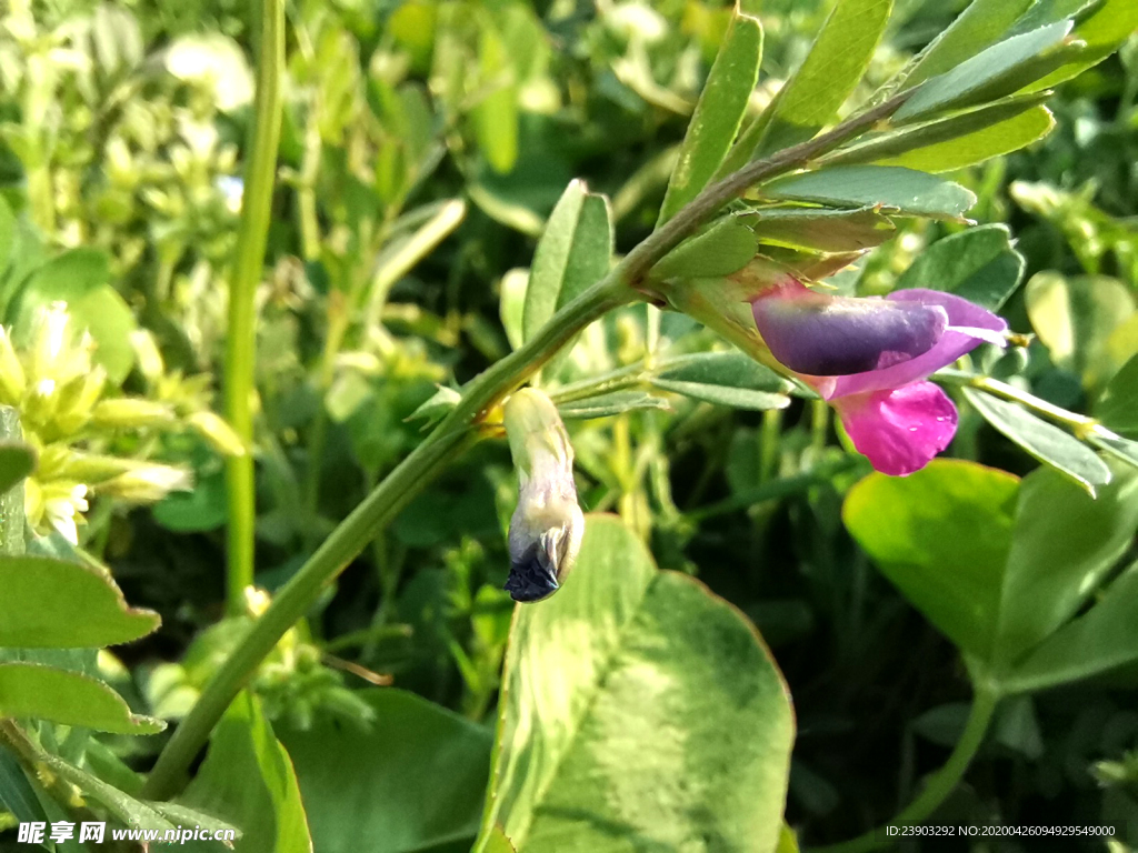 野豌豆花