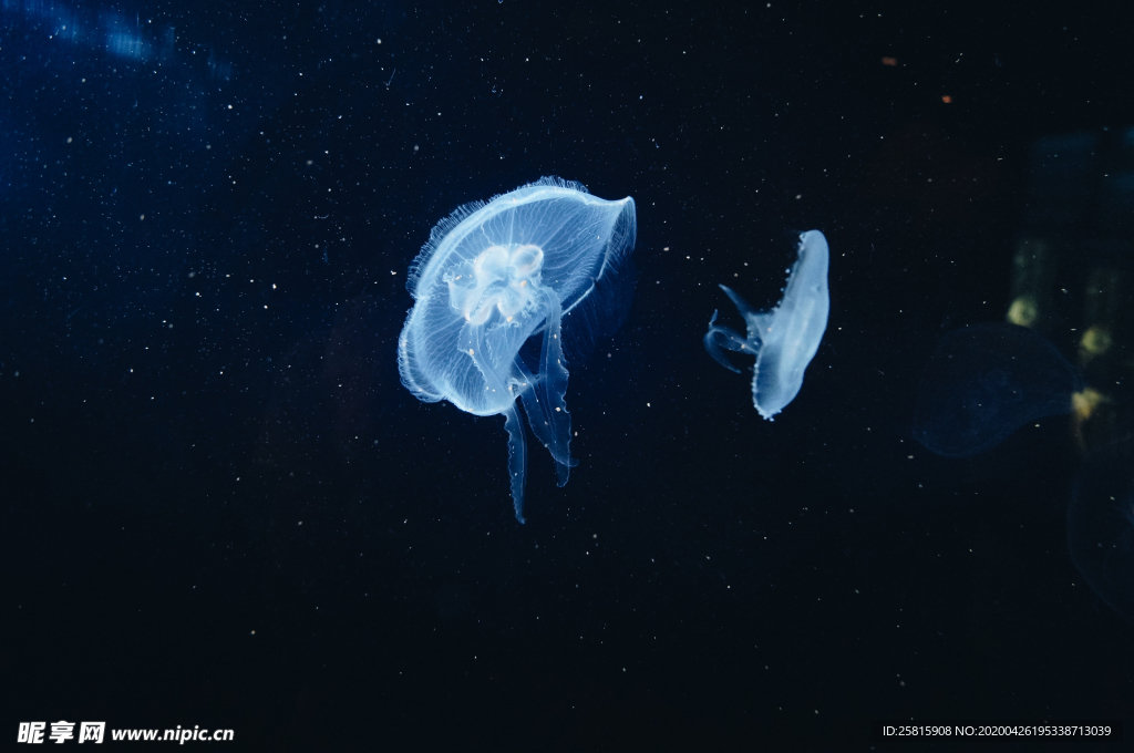 水母海蜇蓝色梦幻图片