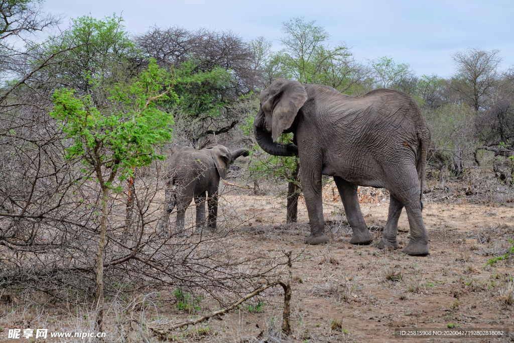 大象小象在一起图片