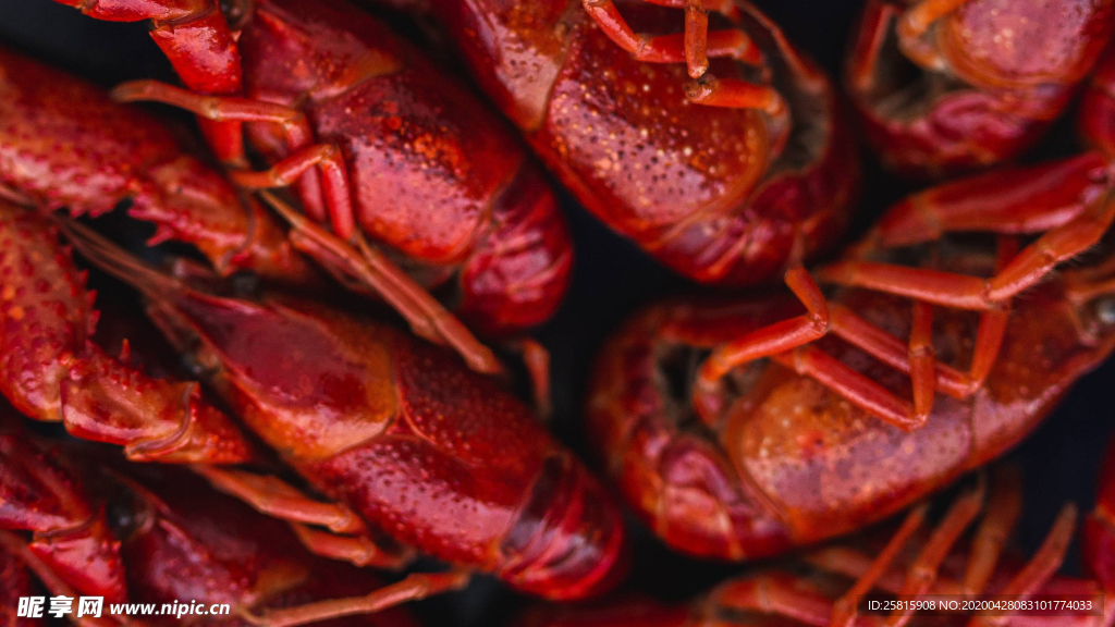 小龙虾大龙虾图片