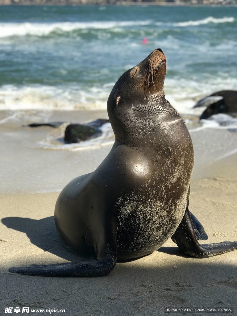 海狮小海狮图片