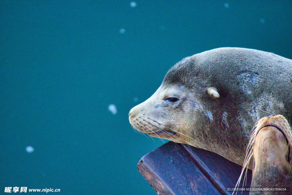 海狮小海狮图片