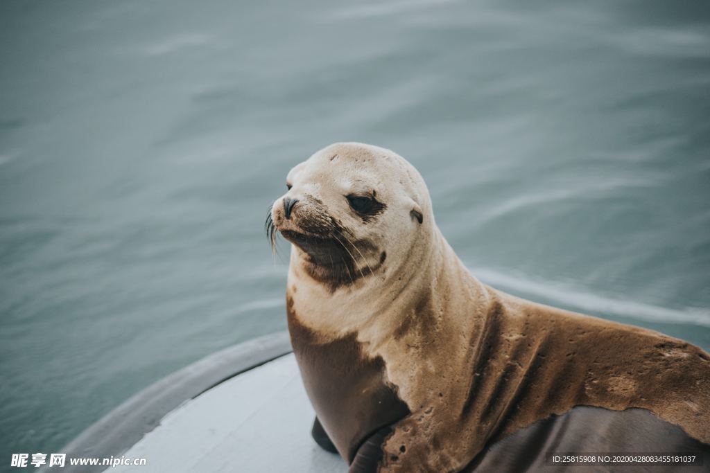 海狮小海狮图片