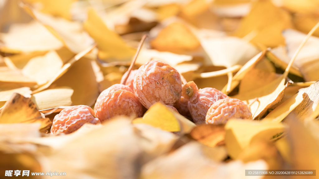 银杏银杏果图片