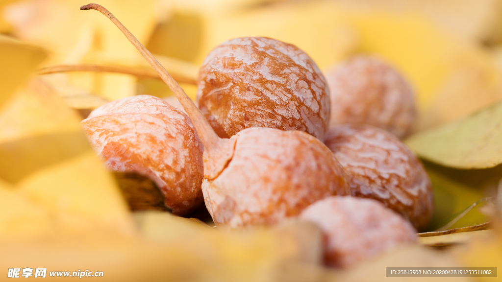 银杏银杏果图片