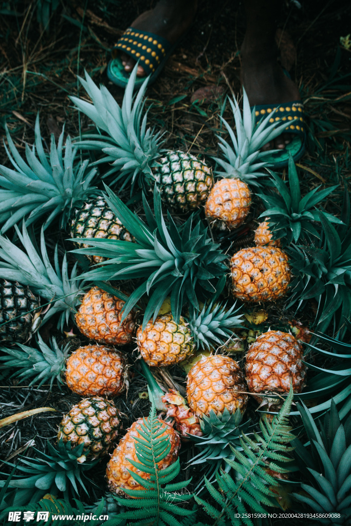 菠萝凤梨特写图片