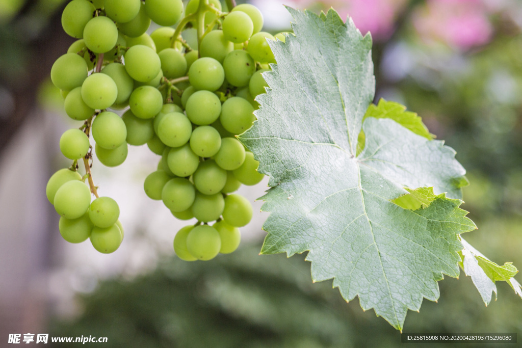 葡萄提子图片