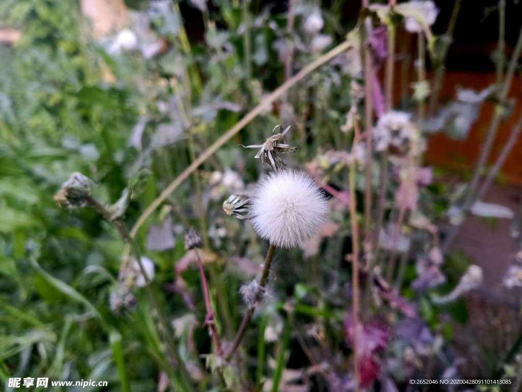 蒲公英绒花