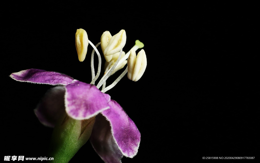 枸杞花枸杞图片