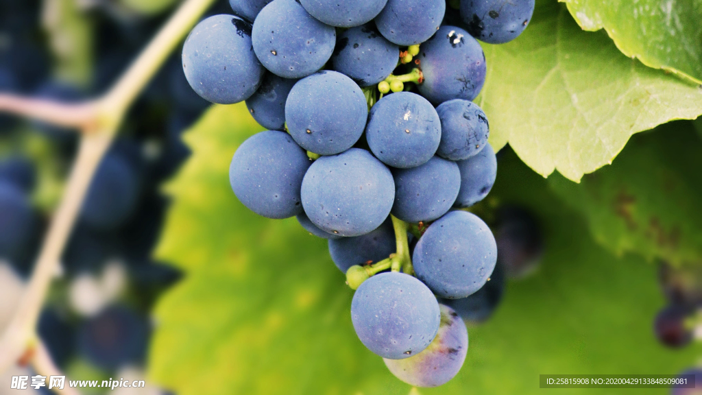 葡萄提子图片