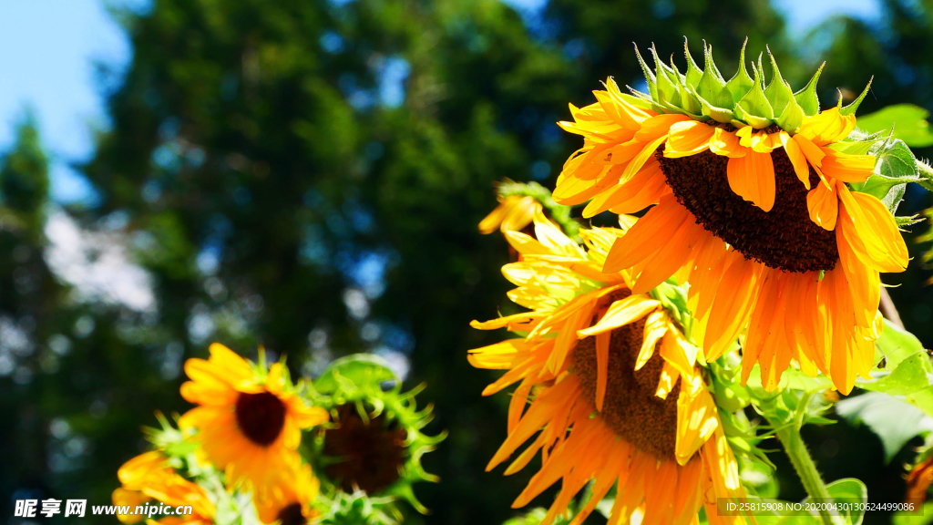 向日葵花图片