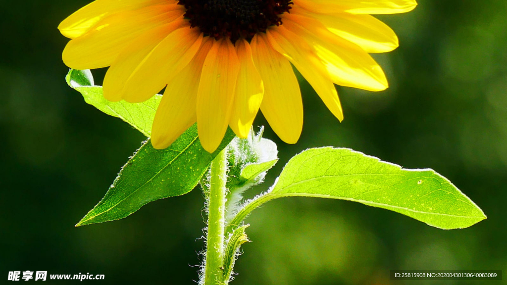 向日葵花图片