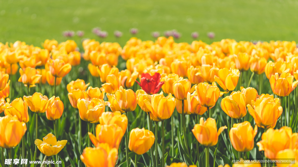 郁金香唯美图片