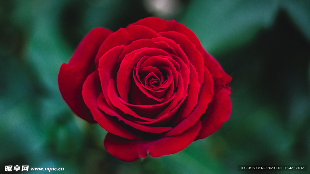 红玫瑰花月季花图片