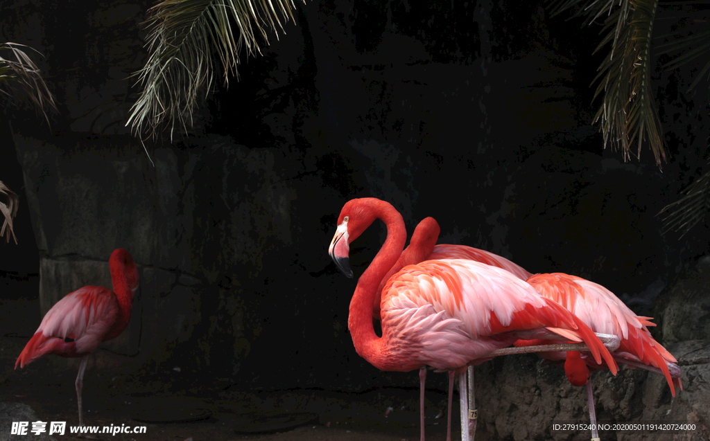 火烈鸟背景墙