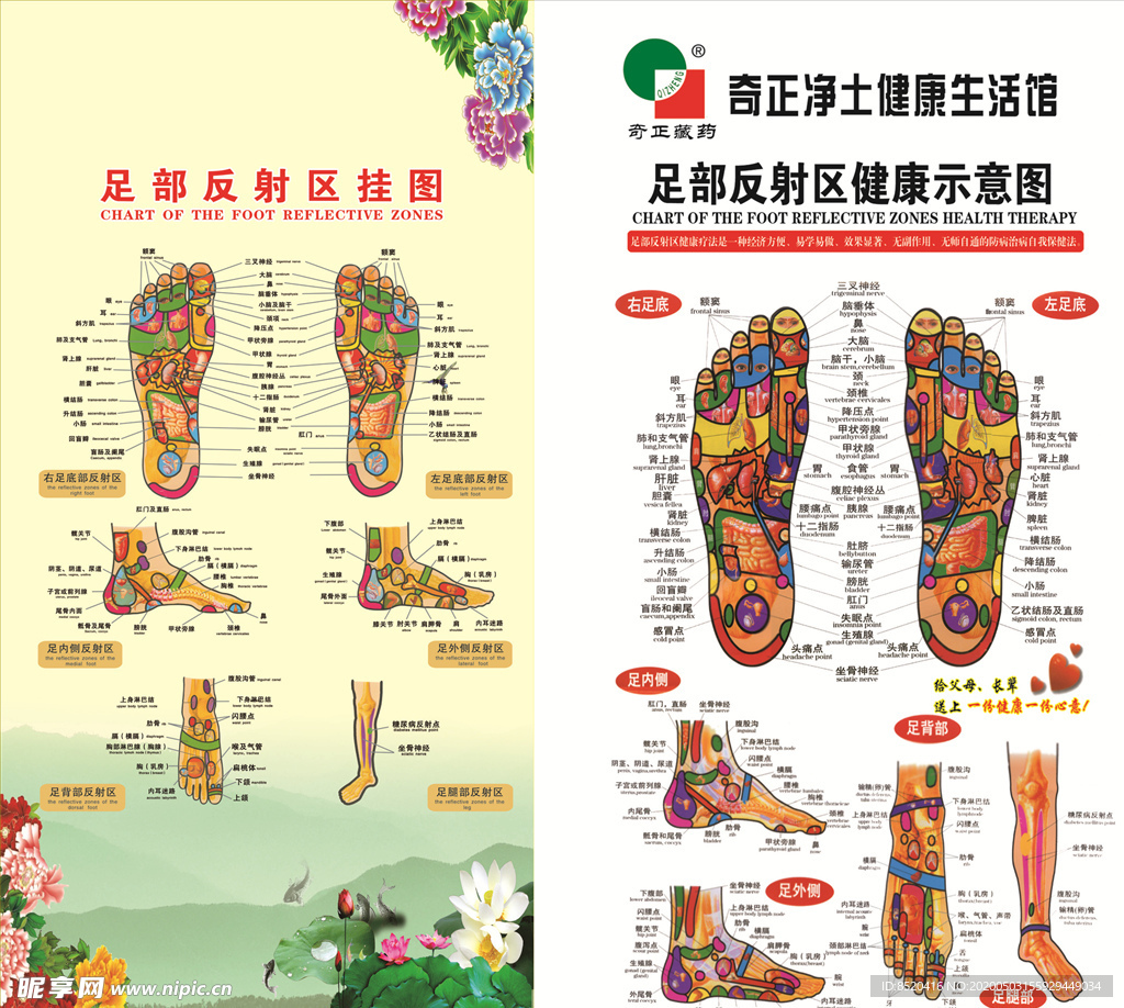 足部反射区挂图