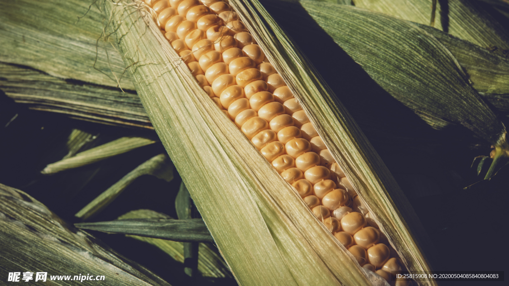 玉米五谷杂粮图片