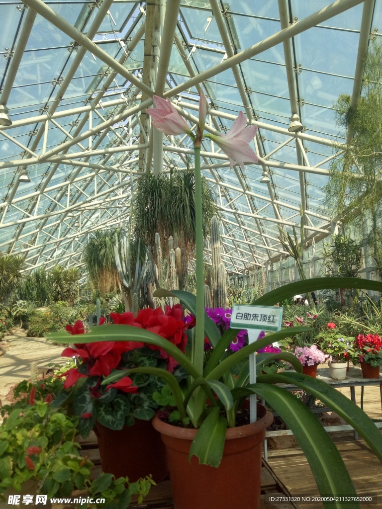 植物园白助朱顶红