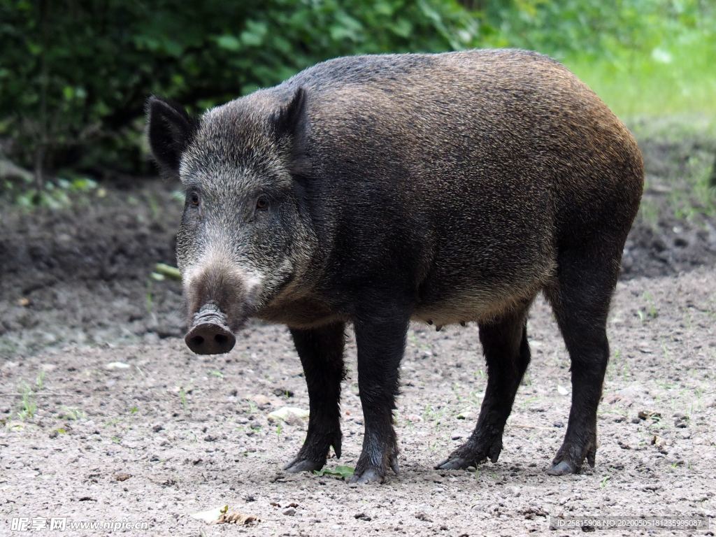 野猪山猪图片