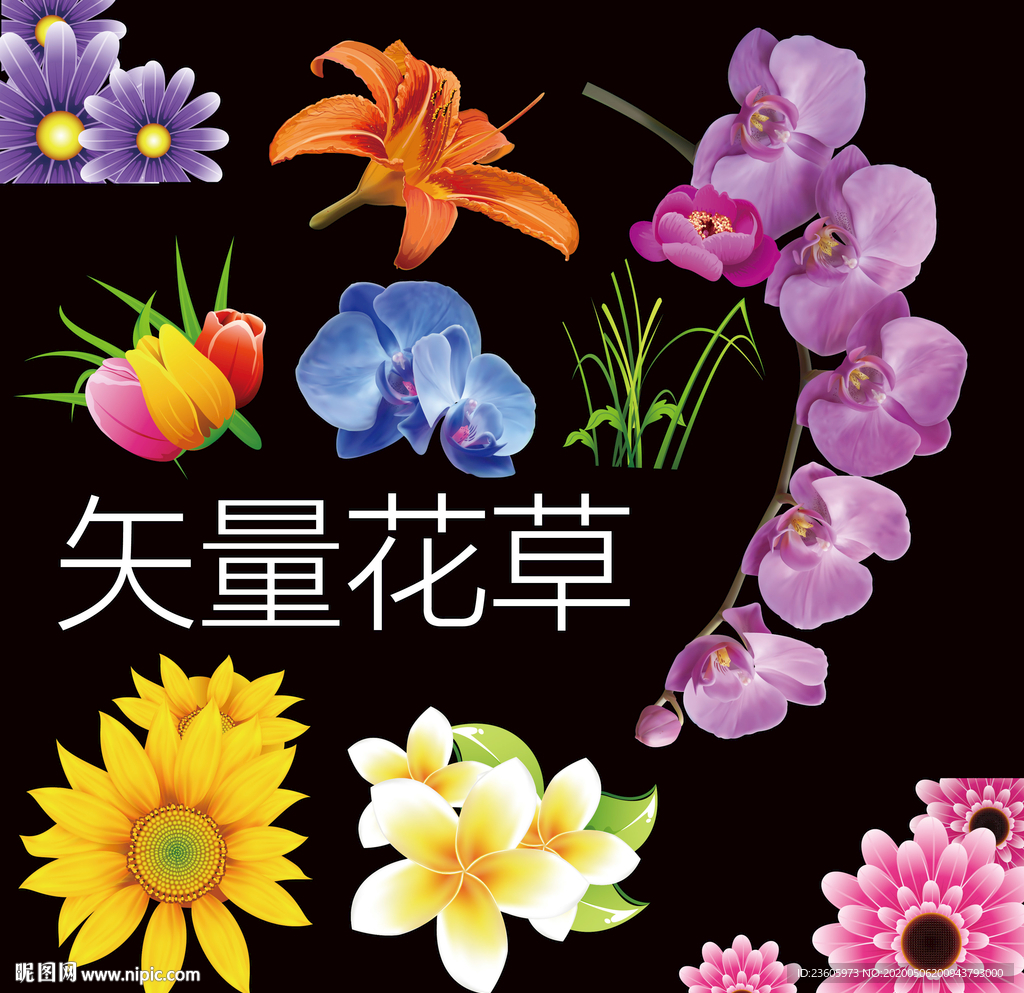 花草兰花向日葵牵牛花百合花高清