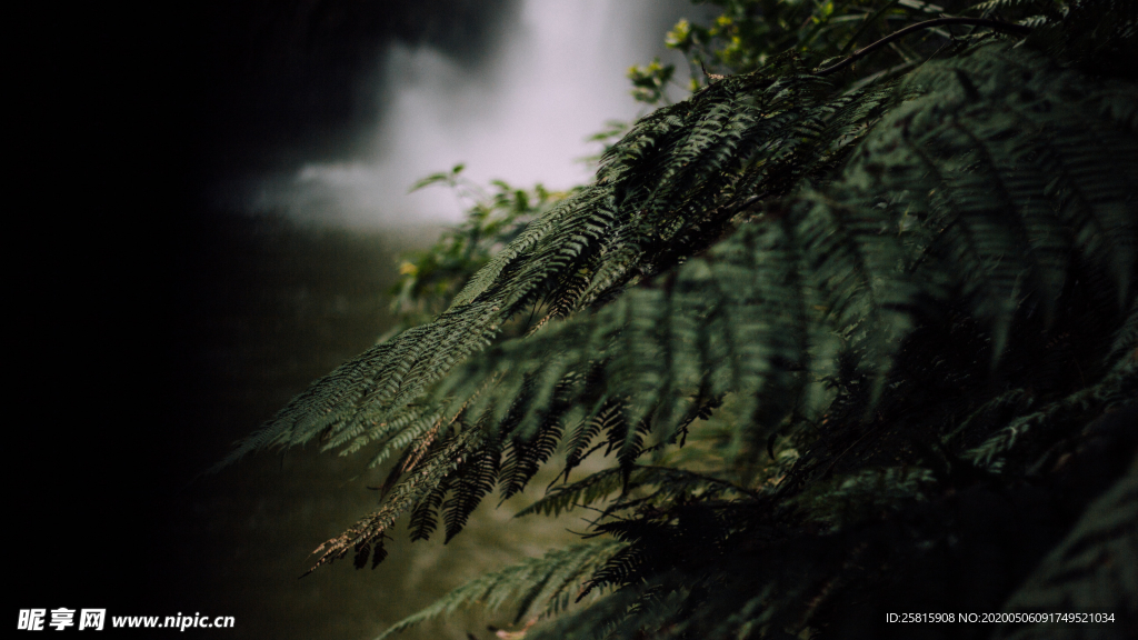 绿色蕨类植物图片