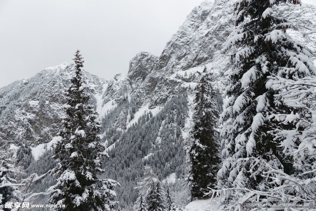 大雪覆盖的树木图片